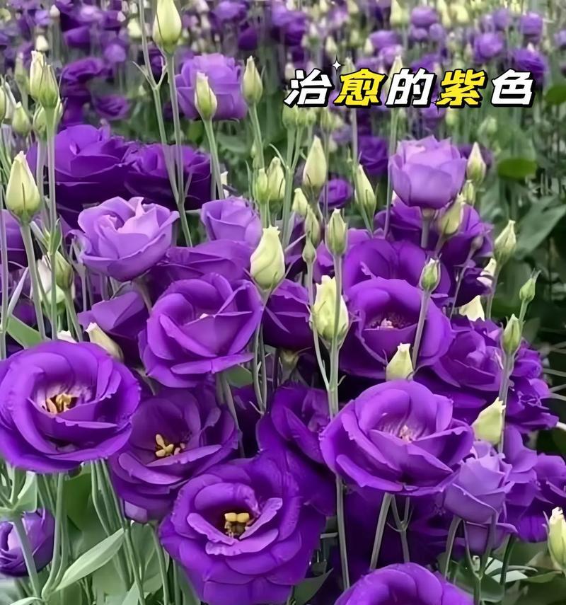 无望的爱象征哪种花？花语中隐藏的含义是什么？