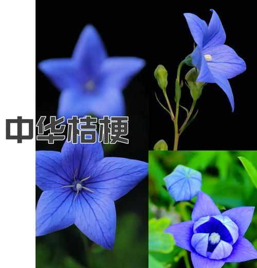 无望的爱象征哪种花？花语中隐藏的含义是什么？