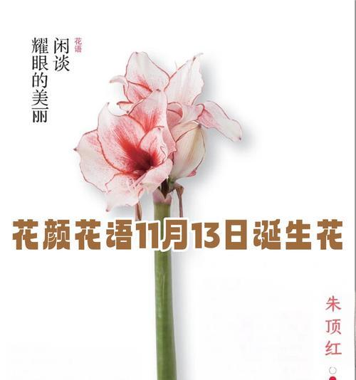 什么花的花语代表爱情？最浪漫的花卉有哪些？