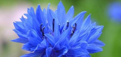 象征后悔的蓝色花是什么？蓝色花的花语有哪些含义？