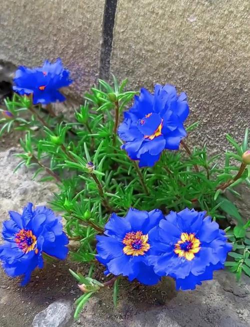 象征后悔的蓝色花是什么？蓝色花的花语有哪些含义？