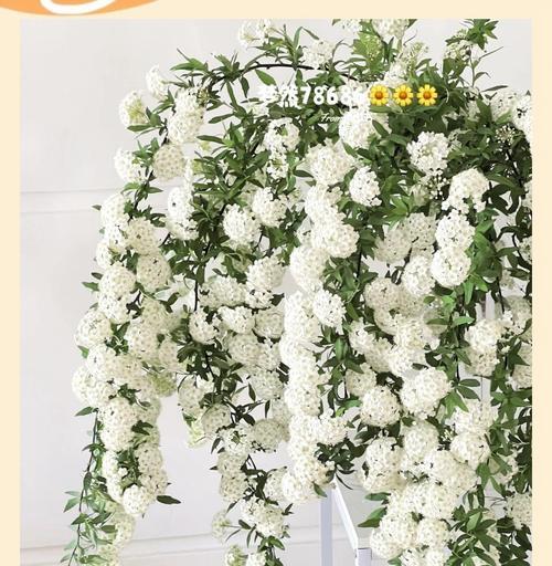 手球花的花语是什么？如何正确解读手球花的含义？