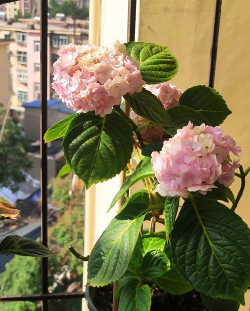 手球花的花语是什么？如何正确解读手球花的含义？