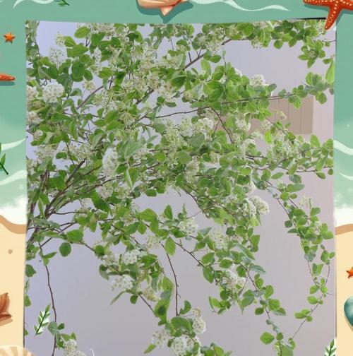 手球花的花语是什么？如何正确解读手球花的含义？