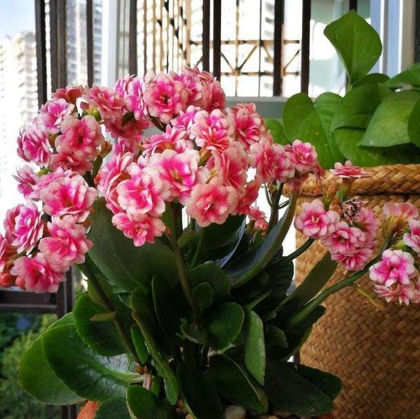 象征希望吉祥的花朵是什么花？如何在家中种植和养护？