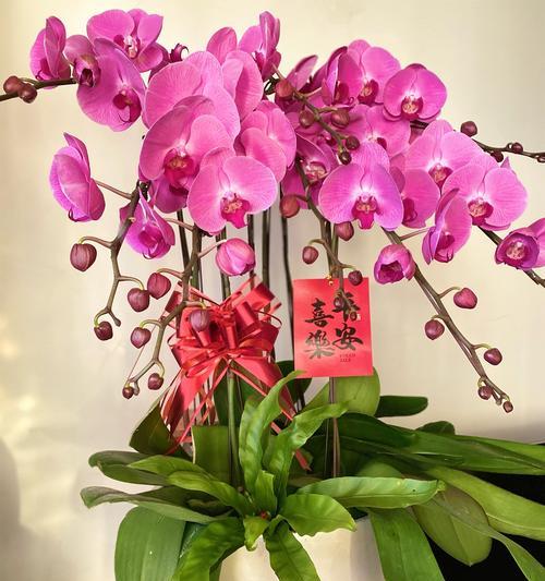 兰花水晶花语是什么？如何解读兰花水晶的象征意义？