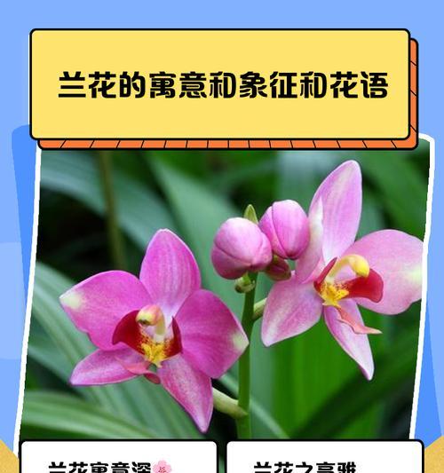 兰花水晶花语是什么？如何解读兰花水晶的象征意义？