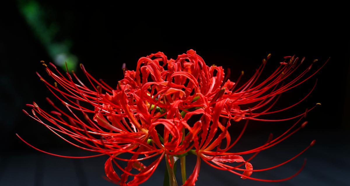 寓意不倒霉的花是什么花？如何选择吉祥花卉？