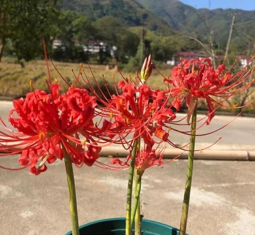 寓意不倒霉的花是什么花？如何选择吉祥花卉？