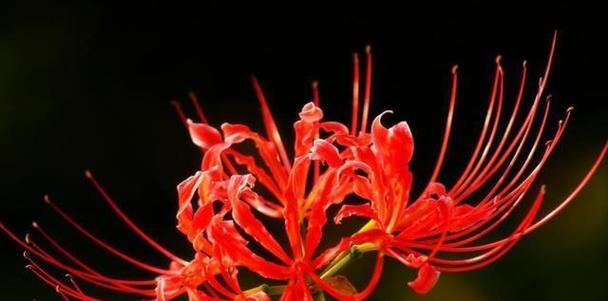 寓意不倒霉的花是什么花？如何选择吉祥花卉？