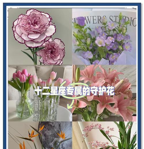 代表坚定寓意的花是什么花？如何选择具有坚定意义的花卉？