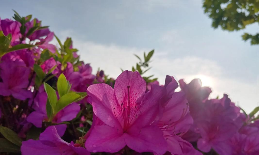 代表坚定寓意的花是什么花？如何选择具有坚定意义的花卉？