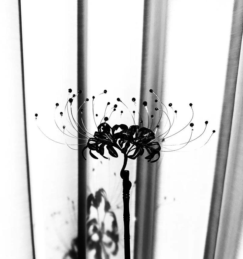 象征黑暗和死亡的花有哪些？它们的花语是什么？