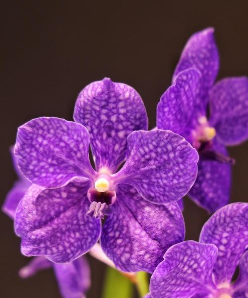 蝴蝶花象征着友谊吗？这种花的含义是什么？