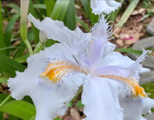 蝴蝶花象征着友谊吗？这种花的含义是什么？