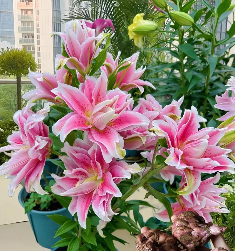 百合花的花语代表什么？不同颜色的百合花有何含义？