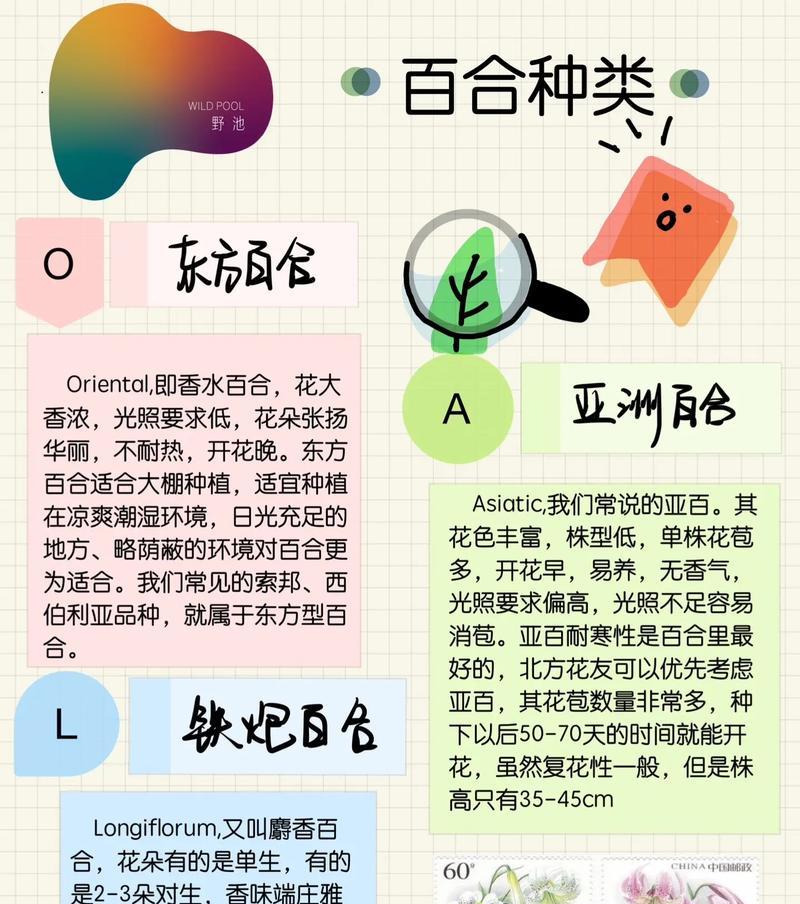 百合花的花语代表什么？不同颜色的百合花有何含义？