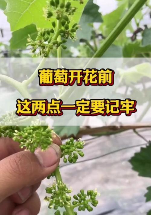 送葡萄花代表什么？葡萄花的寓意和象征有哪些？