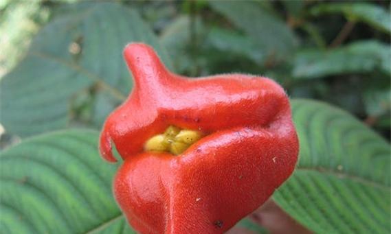 什么花的花语代表背叛？揭秘背叛含义的花卉有哪些？
