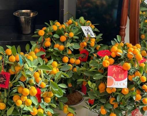 过年花的寓意是什么？春节花卉选择有哪些讲究？