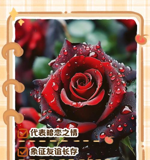26朵不同花的寓意是什么？每朵花代表什么意义？