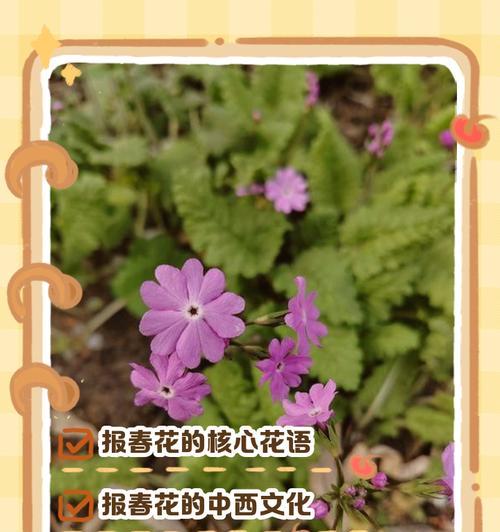 樱草花代表的寓意是什么？如何正确解读樱草花的象征意义？