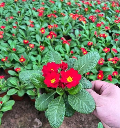 樱草花代表的寓意是什么？如何正确解读樱草花的象征意义？