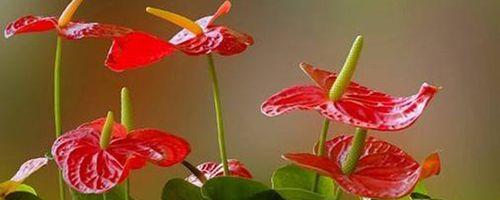 清明粑粑花语是什么？清明节传统食物的象征意义？