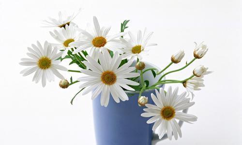 清明粑粑花语是什么？清明节传统食物的象征意义？