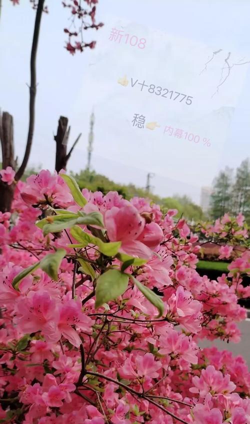 什么花象征融合的美好？如何用花卉表达和谐与统一？