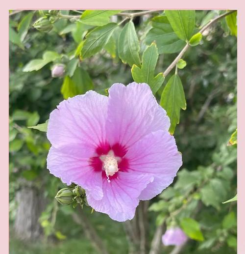 象征内敛温柔的花是什么花？这种花的花语有哪些含义？