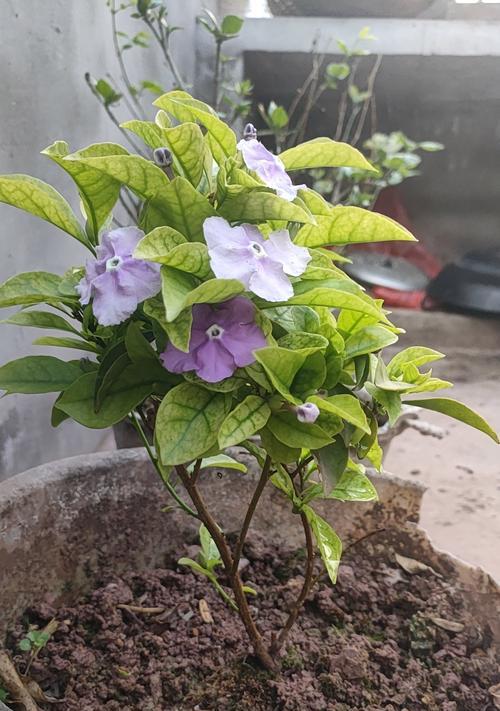 绿黄色花的寓意和象征是什么？了解花语背后的故事？