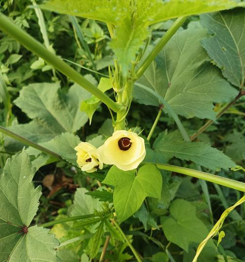 绿黄色花的寓意和象征是什么？了解花语背后的故事？