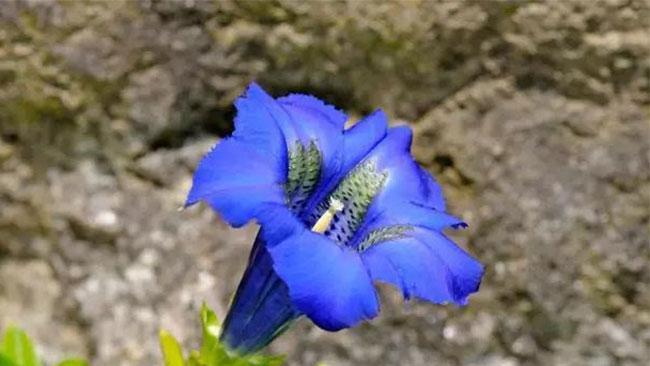 鹤羽花的寓意是什么？了解鹤羽花背后的文化含义？