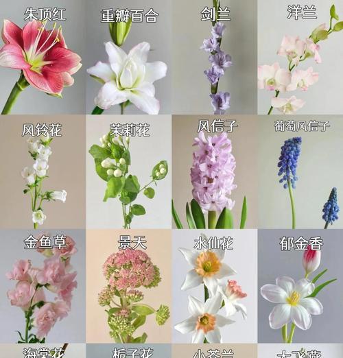 洋兰的花语有哪些？如何解读洋兰的象征意义？