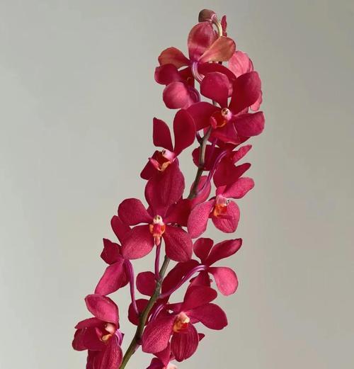 洋兰的花语有哪些？如何解读洋兰的象征意义？