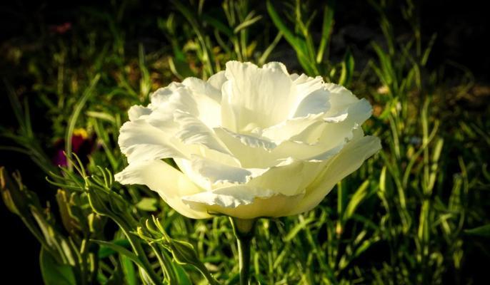 持续的爱花语是什么？如何表达永恒不变的情感？