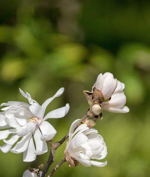 象征财富高贵的花是什么花？如何识别和养护？