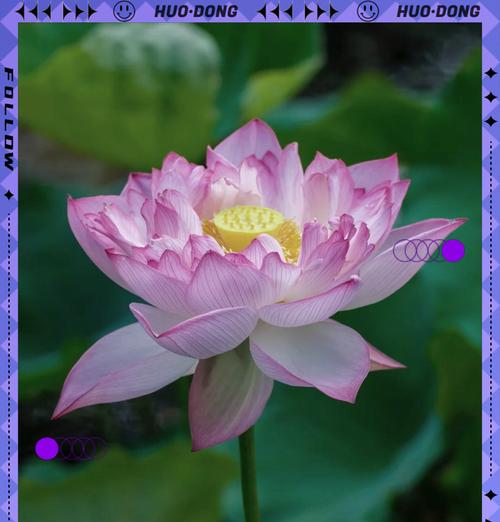 荷花象征钻石花的原因是什么？