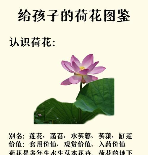 荷花象征钻石花的原因是什么？