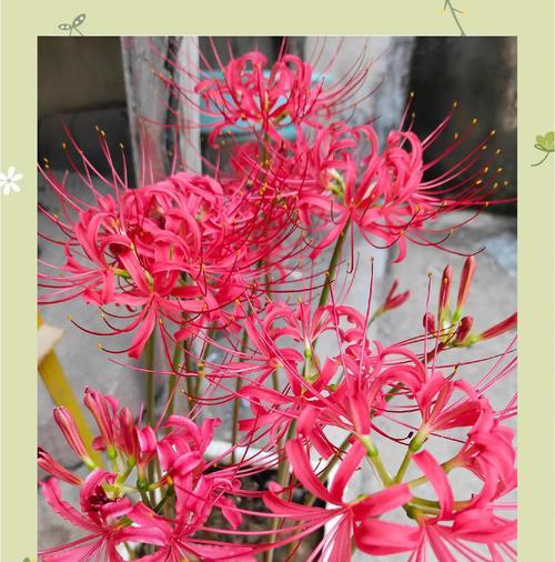 象征着仇怨与悲伤的花是什么花？这种花的花语有何含义？