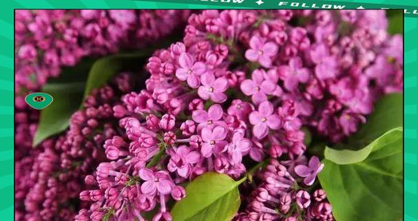 象征着仇怨与悲伤的花是什么花？这种花的花语有何含义？