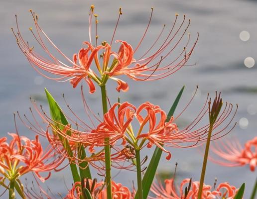 象征着仇怨与悲伤的花是什么花？这种花的花语有何含义？