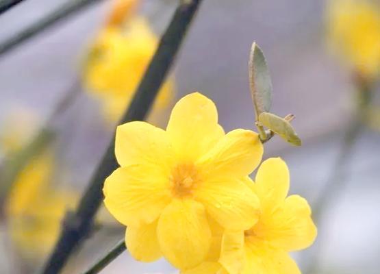 象征活泼热爱活力的花是什么花？这种花的花语有哪些含义？