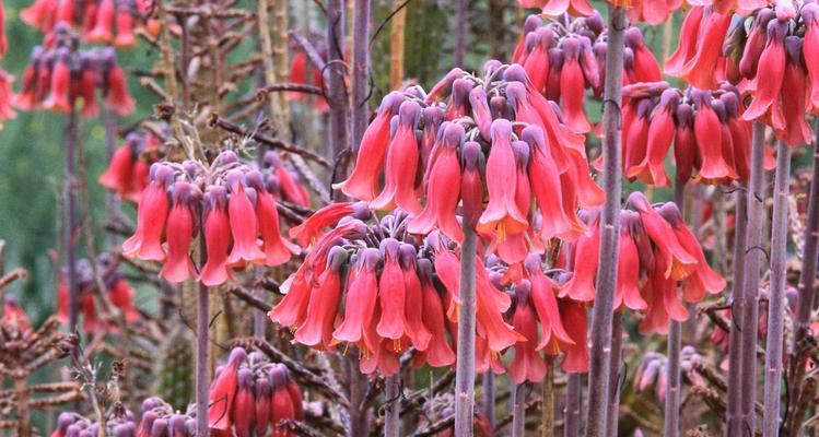 象征活泼热爱活力的花是什么花？这种花的花语有哪些含义？
