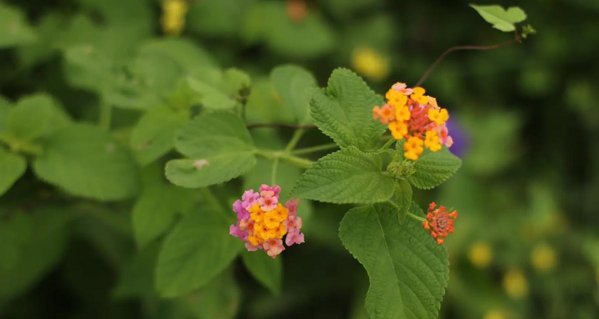 象征活泼热爱活力的花是什么花？这种花的花语有哪些含义？