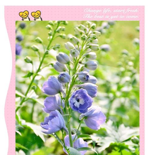 高雅又象征正义的花是什么花？如何在花语中找到正义的象征？