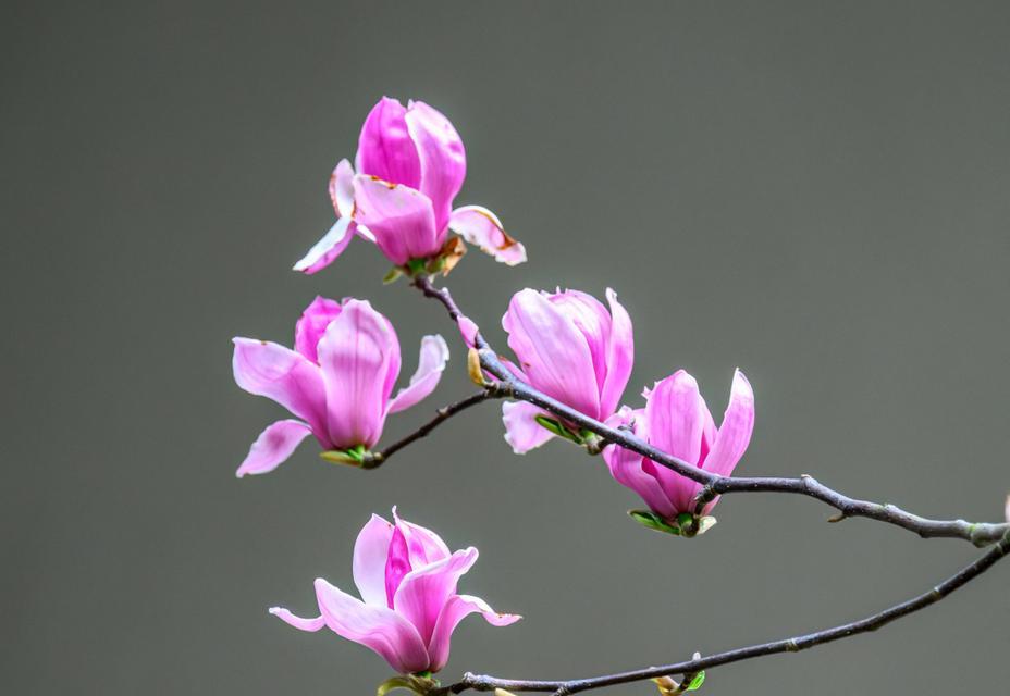 高雅又象征正义的花是什么花？如何在花语中找到正义的象征？