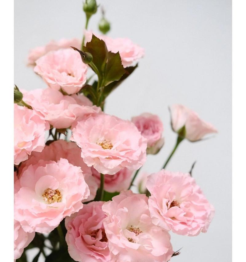 苏菲花的寓意是什么？如何正确理解苏菲花的象征意义？