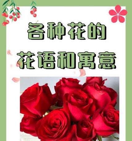 苏菲花的寓意是什么？如何正确理解苏菲花的象征意义？